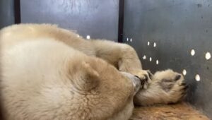 Спецрейс для хозяина Арктики