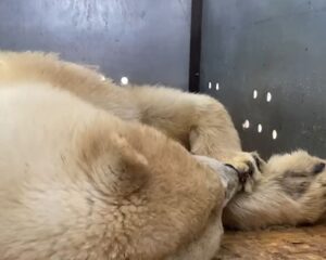 Спецрейс для хозяина Арктики