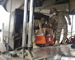 Военные кинологи выявят лучших на севере Африки.