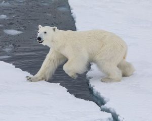 Фото Кирилла Уютнова.